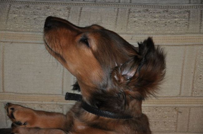 Jamnik d�ugow�osy